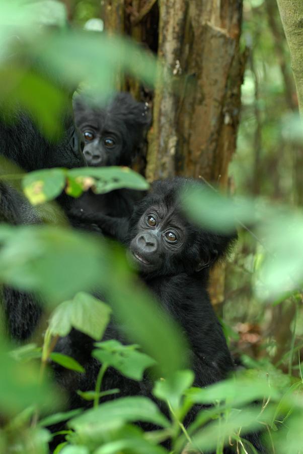 Nkuringo Bwindi Gorilla Lodge المظهر الخارجي الصورة